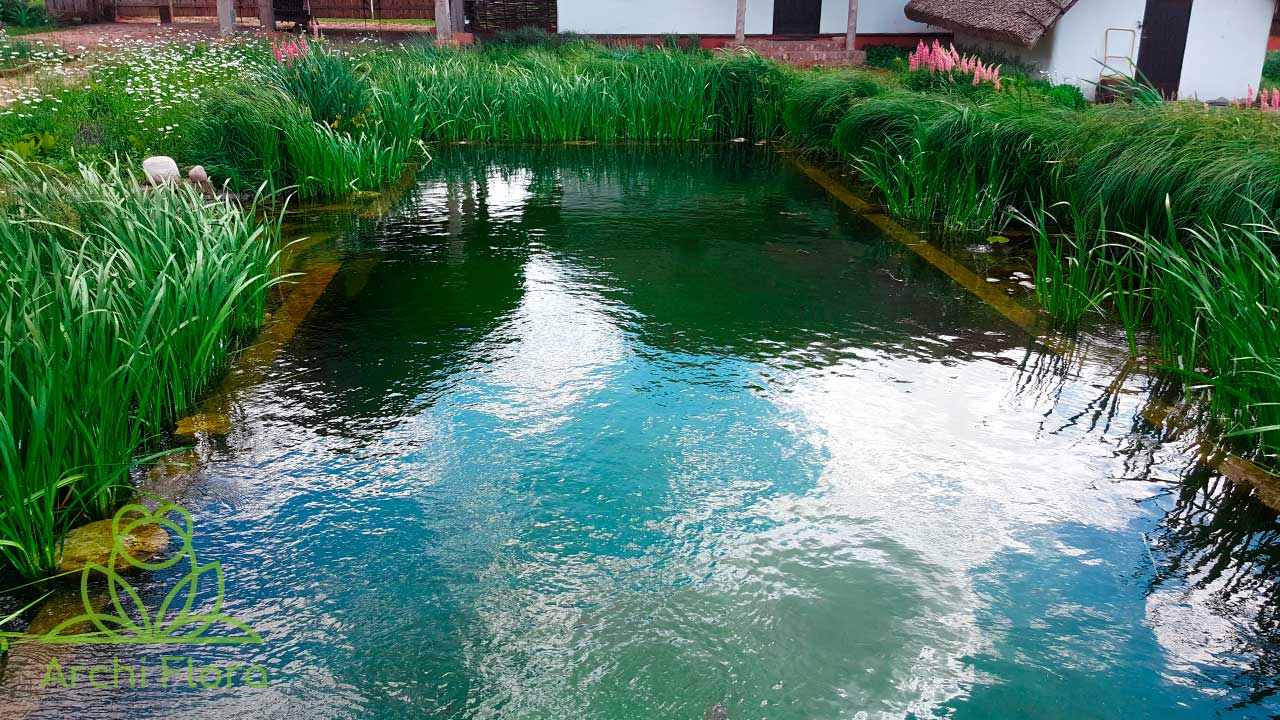 koipond